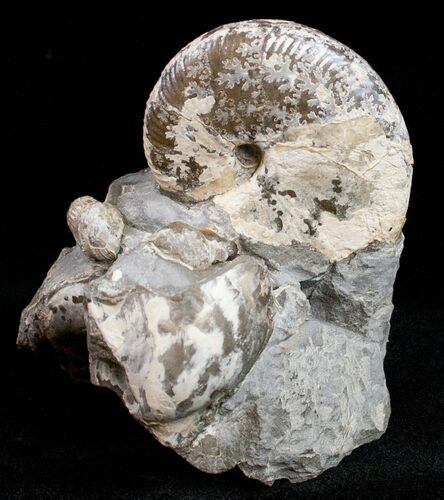 Hoploscaphites Nicolletii Ammonite #12102